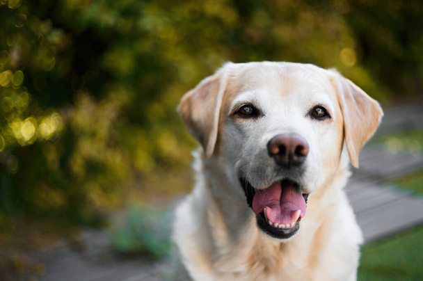 黄色のラブラドールの検索犬の肖像画は、カメラを見て. - 写真・画像