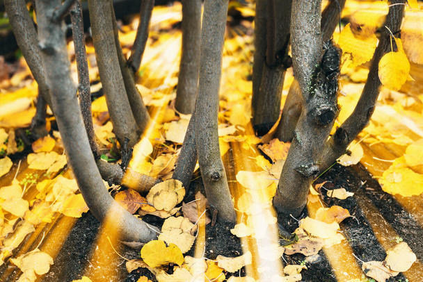 Aspen trunks rooted in the ground with fallen leaves illuminated by yellow rays of the sun in the autumn forest - 写真・画像