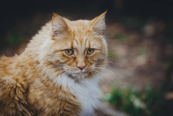 Vintage portrait of ginger cat with copy space - Fotó, kép