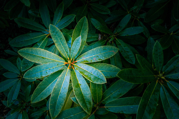 Vivid green rhododendron leafs - top view - Foto, Imagem