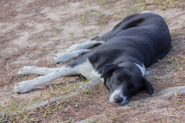 старый спящий пес
 - Фото, изображение