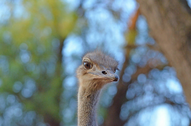 Namibya devekuşunun yakın çekim yüzü. - Fotoğraf, Görsel