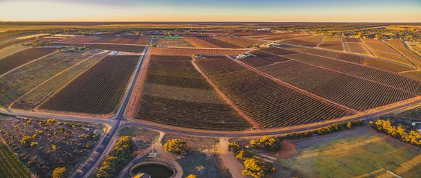 Aerial panorama of vineyards in winter at sunset. Riverland, South Australia - Valokuva, kuva