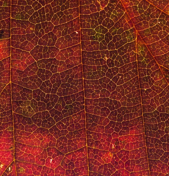 Vivid red autumn leaf texture with veins - intricate nature pattern - Photo, image