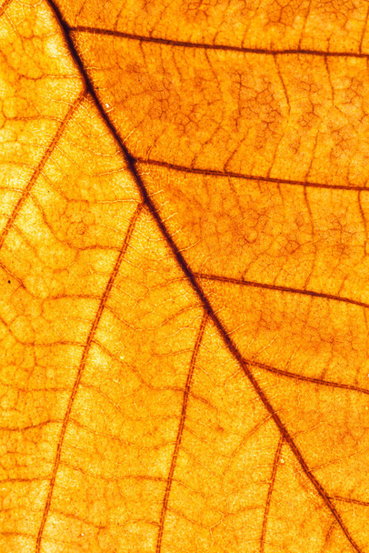 Yellow leaf closeup showing veins texture macro - Fotoğraf, Görsel