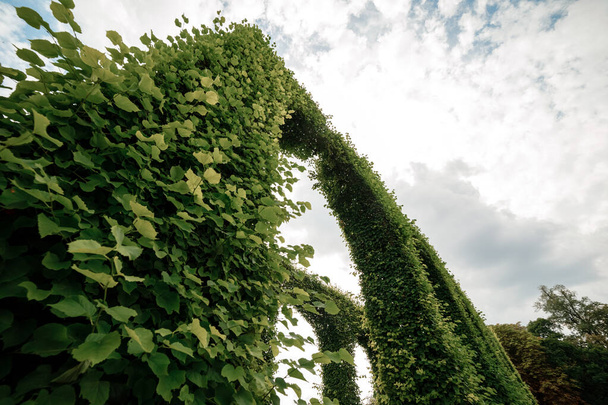Зеленая арка топиара из боксита в солнечном парке закрыта. селективный фокус
. - Фото, изображение
