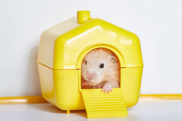 Little hamster near his house - Foto, immagini