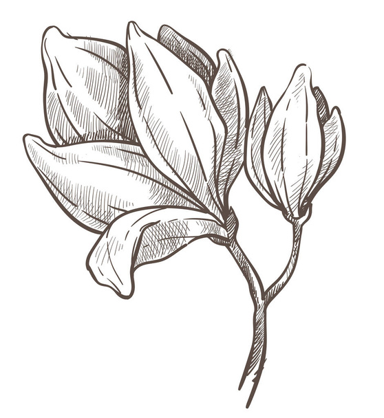 Flowers blossom, magnolia plant isolated sketch drawing - Vektör, Görsel