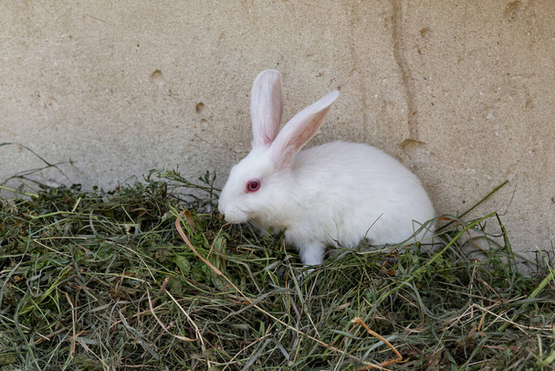 μικρό άσπρο κουνέλι σε ξηρό γρασίδι σε μια ηλιόλουστη μέρα - Φωτογραφία, εικόνα