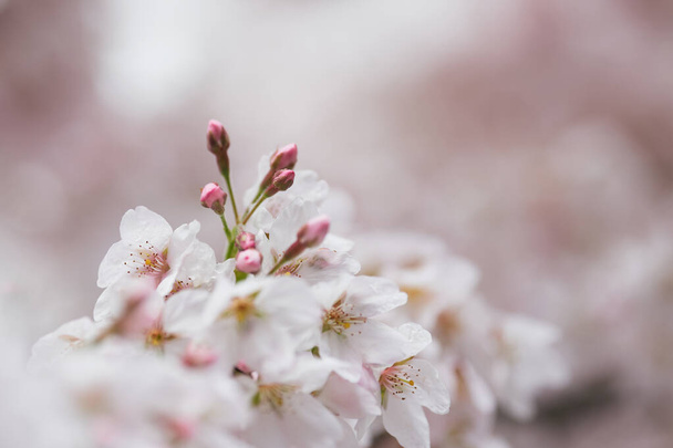 Kiraz çiçekleri (Prunus Avium) ve beyaz bir kar örtüsüyle kaplı tomurcuklar. Japonya ve doğada bahar, çiçek, sakura festivali kavramı - Fotoğraf, Görsel