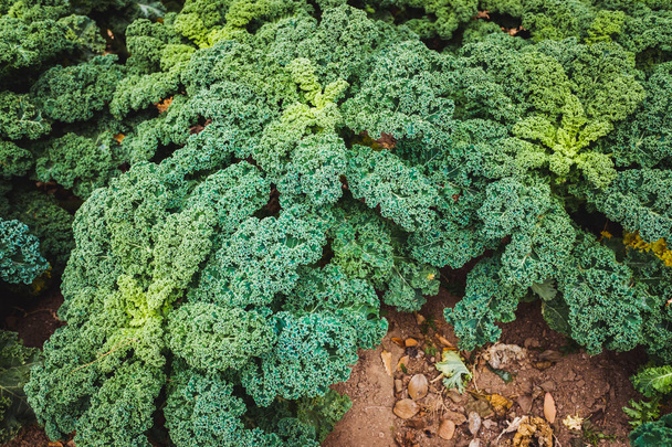 Pflanzung von Grünkohlbüschen in einem Obstgarten, moderne Nahrung voller Vitamine und gesunder Ballaststoffe. - Foto, Bild
