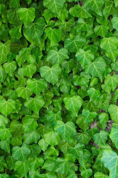 Sok zöld levelek a fán Háttér textúra - Fotó, kép