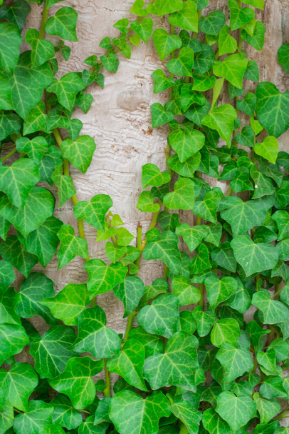 Molte foglie verdi su albero Struttura di sfondo
 - Foto, immagini