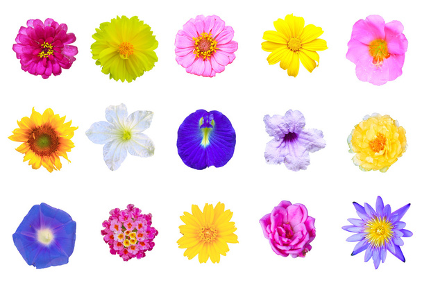 flores de Tailandia
 - Foto, Imagen