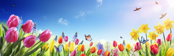 Τουλίπες και νάρκισσοι στο ηλιόλουστο χωράφι - Άνοιξη λουλουδιών - Φωτογραφία, εικόνα