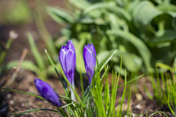 Kvetoucí fialové krokusy květů na jaře. Fialové květy krokusu, fialový krokus - Fotografie, Obrázek