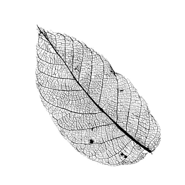 Vector Walnoot Leaf Structure Skeletten met aderen - Vector, afbeelding