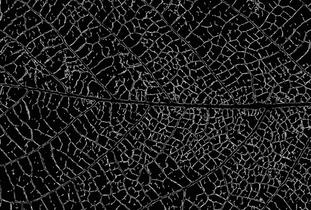 Bladstructuur skelet met aderen - Vector Grunge Achtergrond  - Vector, afbeelding