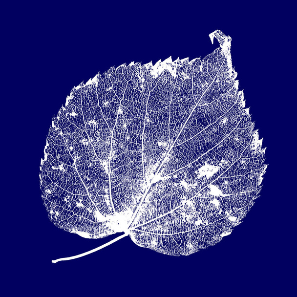 Vector Linden Leaf Structure Skeletons with Veins - Вектор, зображення