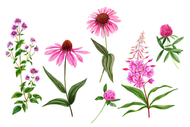 Set of wild field flowers and herbs, watercolor - Vector, Image