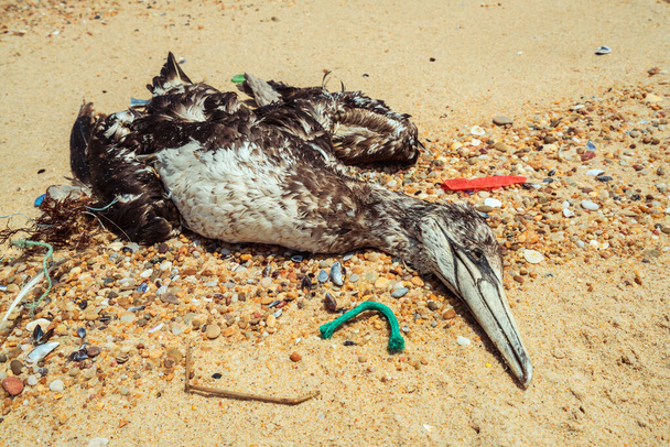Gaviota muerta arrastrada a la playa rodeada de residuos plásticos
 - Foto, imagen