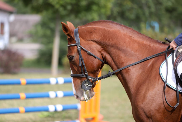 Retrato en la cabeza de un joven caballo en un evento de salto. Vista lateral de la cabeza de un hermoso caballo saltador espectáculo sobre fondo natural
 - Foto, imagen