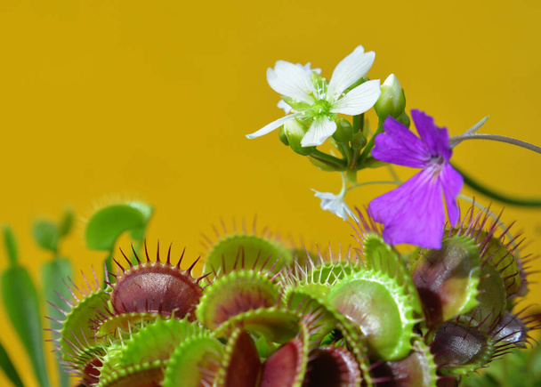 Dionaea Muscipula Forme typique. Vénus Flytrap fleur blanche, Pingucula fleur - Plante prédatrice, Plante carnivore. Fond d'écran jaune
. - Photo, image