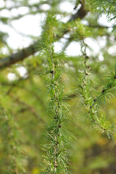 Groene tak van lariksboom groeit in het bos - Foto, afbeelding