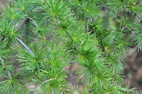 Metsässä kasvava lehtikuusen vihreä haara
 - Valokuva, kuva