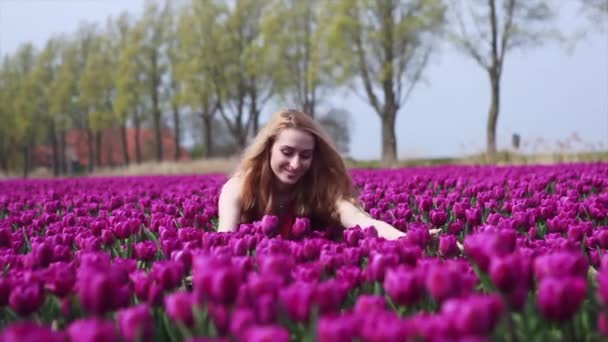 Vídeo 4K. paisagem netherlands mágico com bela mulher de cabelo vermelho longo vestindo em vestido listrado. Menina segurando buquê coloridas flores tulipas e de pé em campos de tulipas roxas. Conceito Primavera
 - Filmagem, Vídeo