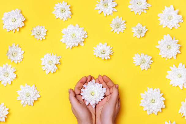 Woman hands with chrysanthemum on yellow background with white flowers. - Foto, afbeelding