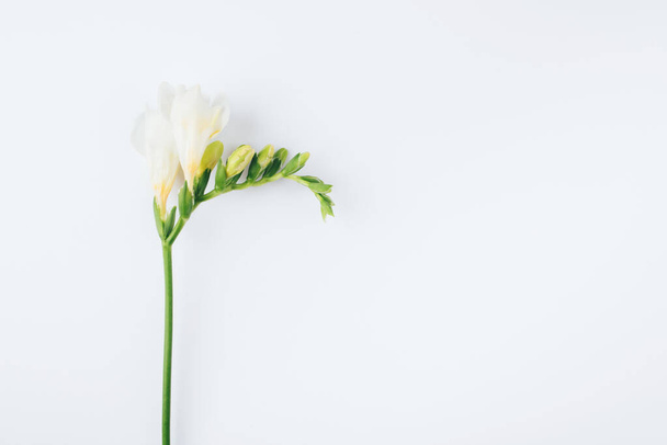 Floral background. One freesia flower on a white background. - Фото, изображение
