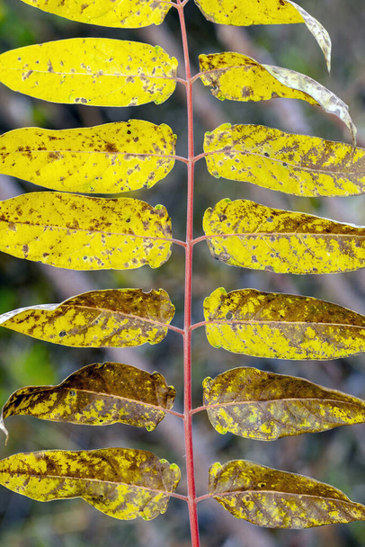 Rhus typhina, staghorn sumac lehdet syksyllä
. - Valokuva, kuva
