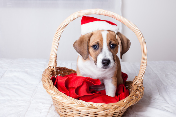 Very Cute Christmas Puppy - Photo, Image