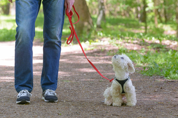 Белая мальтийская собака гуляет со своим хозяином
 - Фото, изображение