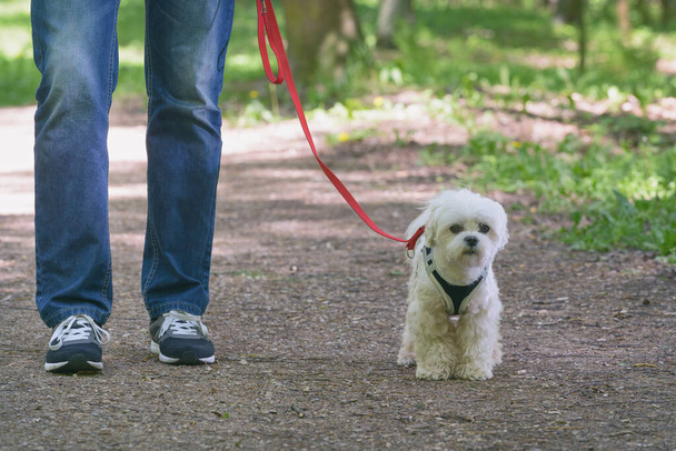 Білий мальтійський собака ходить зі своїм власником
 - Фото, зображення