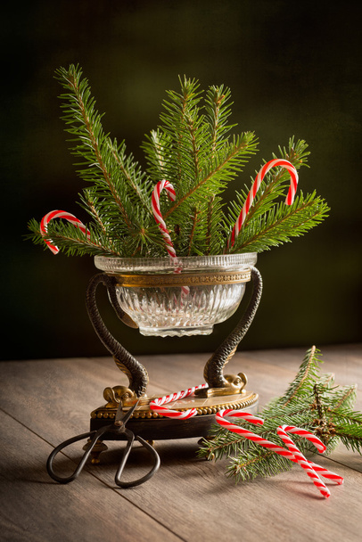 Christmas Pine - Foto, immagini