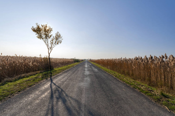 Autumn road on the Great Hungarian Plain - Photo, image