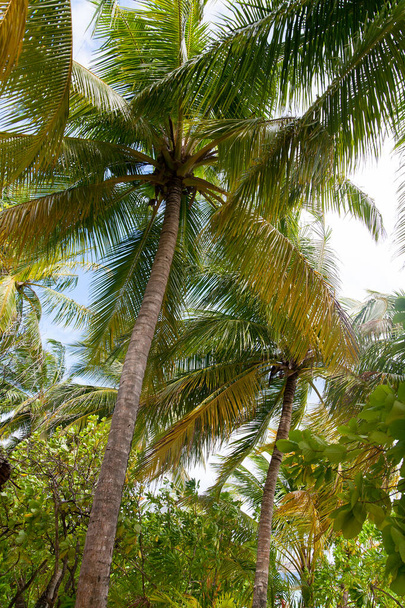 Вид зверху на кокосову пальму
 - Фото, зображення