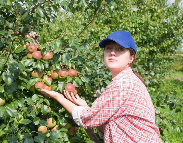 Girl picking apples in the orchard - 写真・画像