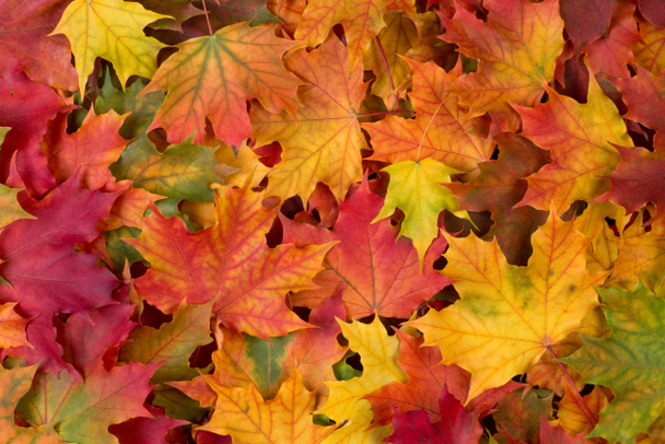 Fall leaves background - Photo, Image