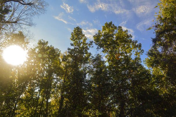 Деревья леса в закате солнечный день фоновое изображение
 - Фото, изображение