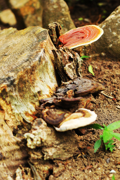 Ganoderma lucidum - ling zhi grzyb. - Zdjęcie, obraz