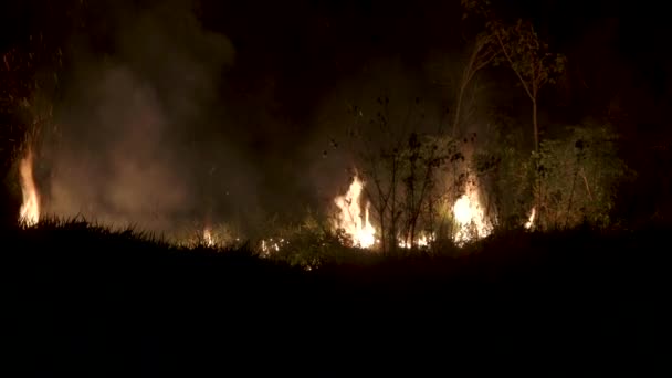 Tropical Amazon, the largest ecosystem, considered the lungs of the Earth, destroyed by illegal burning for grazing cows and soybean crops. - Footage, Video