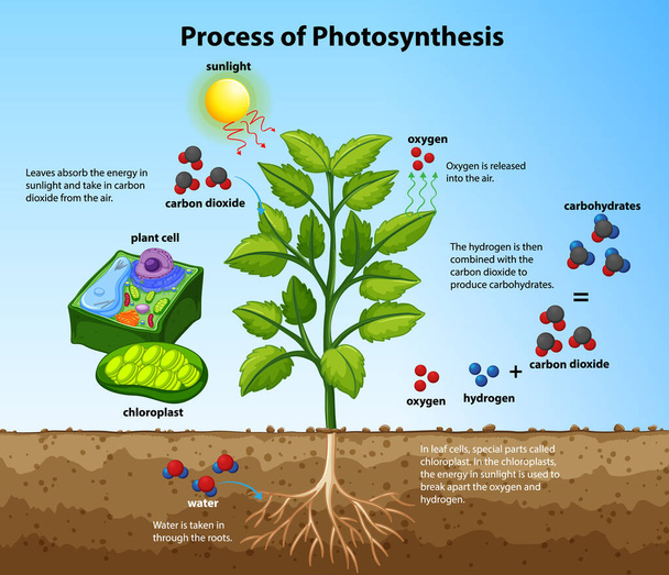 植物や細胞のイラストで光合成の過程を示す図 - ベクター画像