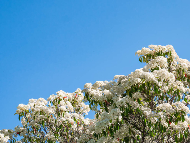 White flowers of a tree forming beautiful clusters in early spring - Foto, Bild