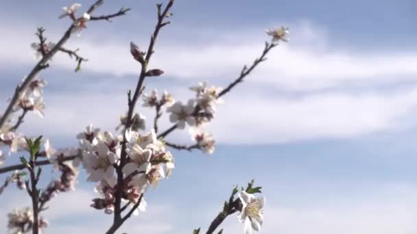 曇りの春の日に木に花を咲かせる - 映像、動画