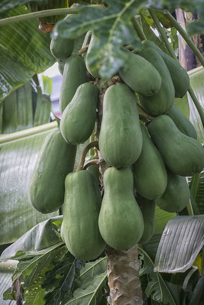 Nahaufnahme von Trauben roher Papaya am Stamm - Foto, Bild