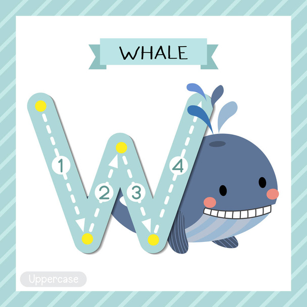 Letter W uppercase cute children colorful zoo and animals ABC alphabet tracing flashcard of Blue Whale for kids learning English vocabulary and handwriting vector illustration. - Vector, Imagen