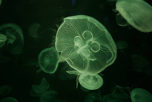 Close-up Jellyfish, Medusa in fish tank with neon light. Jellyfish is free-swimming marine coelenterate with a jellylike bell- or saucer-shaped body that is typically transparent. - Zdjęcie, obraz
